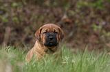 TOSA INU 400